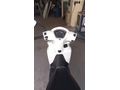 Sahibinden Honda Dio 