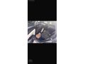HYUNDAİ TUCSON 2024 CAM TAVAN