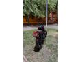 Sahibinden CFmoto 250NK 