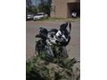 Sahibinden CFmoto 250SR