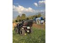 Sıfır ayarında özel üretim Loncin XWolf 300 