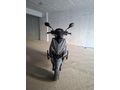 Sahibinden Kuba Pesaro 125 X