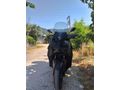 Sahibinden Yamaha X-Max 250 ABS