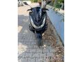 Sahibinden Honda PCX125 