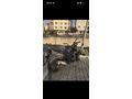 Sahibinden TVS Raider 125 