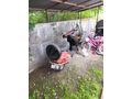 Sahibinden Honda Kinetic DX