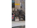 Sahibinden Renault R 9 1.4 Broadway 1994 Model İstanbul