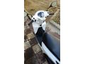 Sahibinden Honda Dio