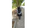 Sahibinden Honda PCX125 DX