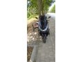 Sahibinden Honda PCX125 DX