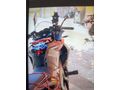 Sahibinden Bajaj Diğer Modeller