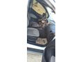 Sahibinden Ford Tourneo Courier 1.5 TDCi Titanium Plus 2020 Model