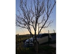 Sahibinden BMW 1 Serisi 118i Joy Plus 2017 Model 