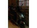 Sahibinden Kuba Pesaro 125 X 