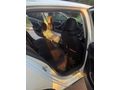 ERCİŞ OTOMOTİV DEN HİGHLİNE GOLF 7.5 DÖNÜŞÜM CAM TAVAN