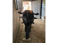 Sahibinden RKS R250 