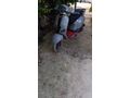 SAHİBİNDEN TEMİZ WİNG 50 