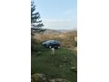 Sahibinden Renault Captur 1.5 dCi Icon 2013 Model  106.000 km Bej